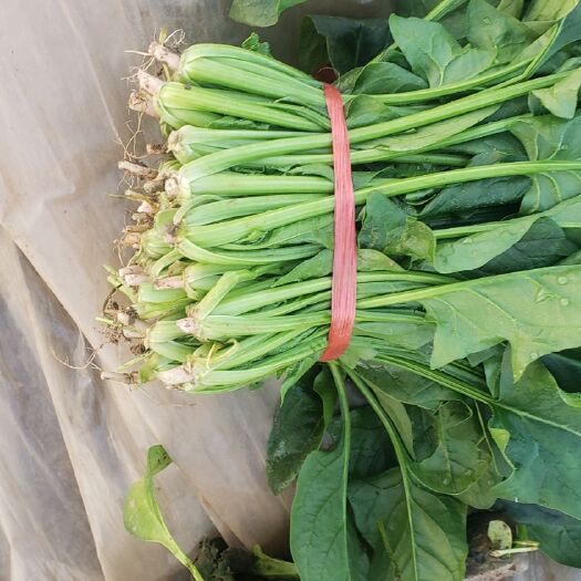 昌乐县菠菜 20~25cm