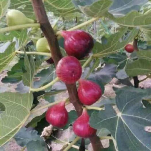 重庆市波姬红无花果苗
