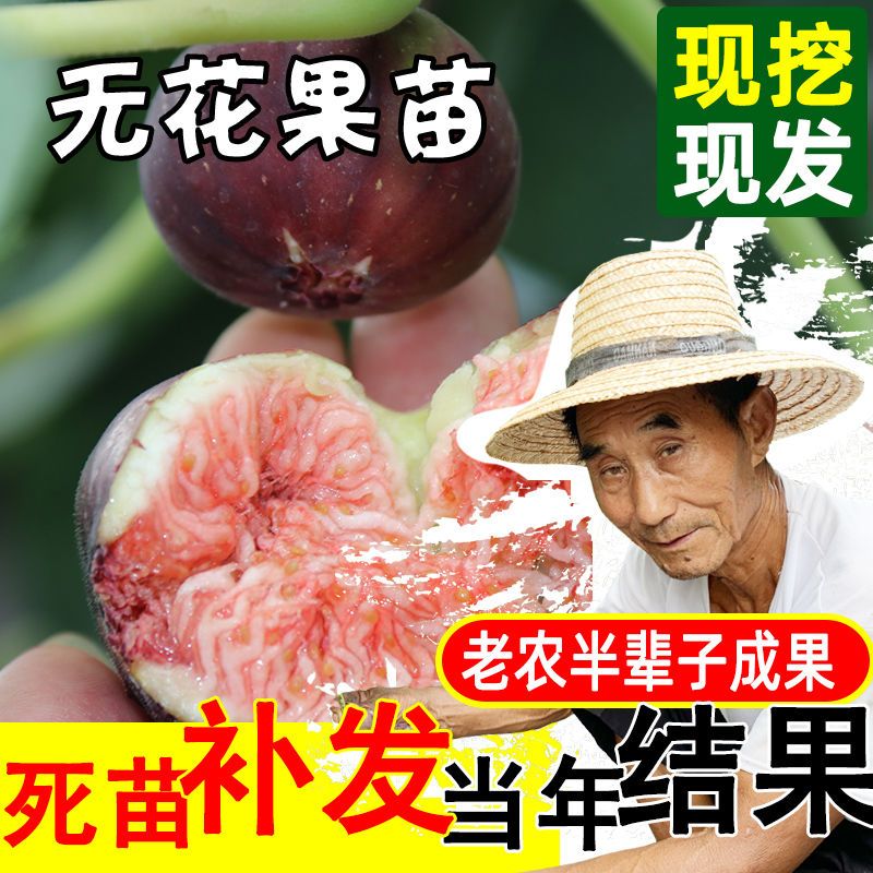 平邑县波姬红无花果苗 八月份成熟，果子甜度高，软糯香甜。