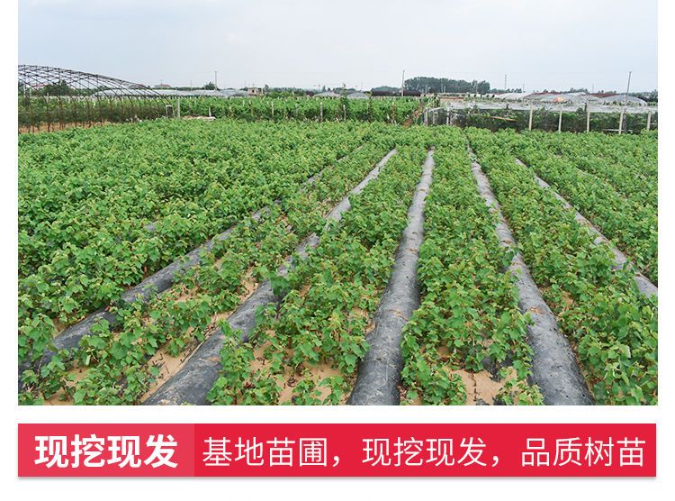 浪漫红颜葡萄苗 八月份成熟，单果重15克，甜度高。