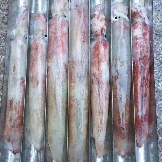 大魷魚(yú) 大管魷魚(yú) 手釣特管 一個(gè)一斤以上 非常新鮮 順豐發(fā)