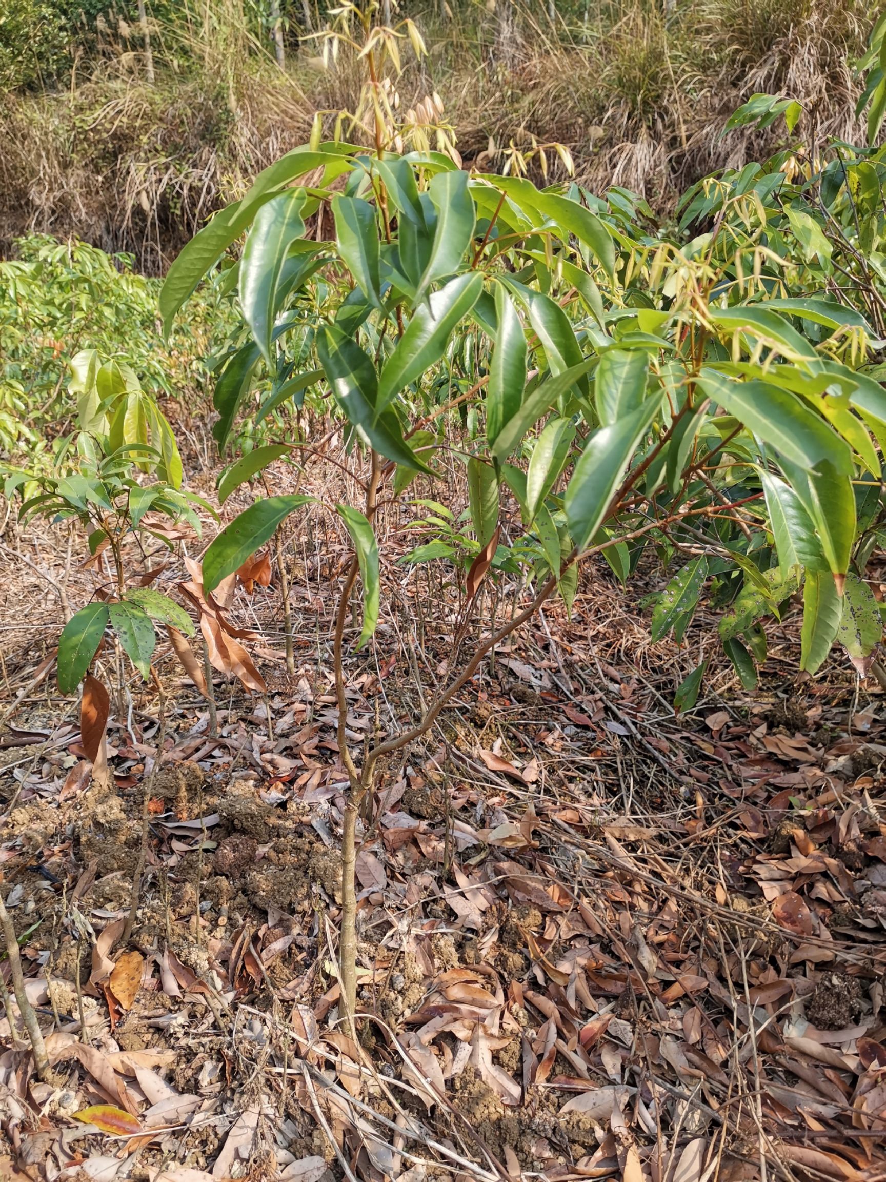  无核荔枝苗 荔枝嫁接苗