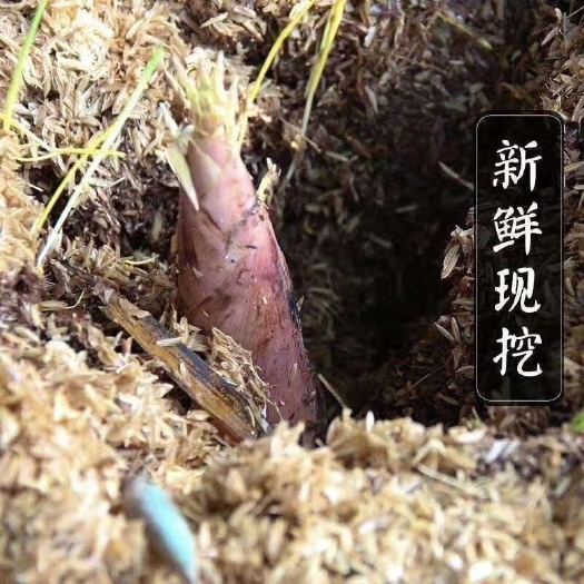 德清县早园笋 鲜笋
