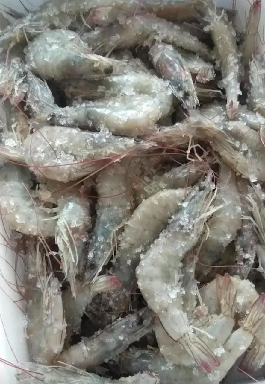海麻虾 国内虾3海捕虾4斤起鲜虾活冻海鲜基围虾白虾青虾批发包