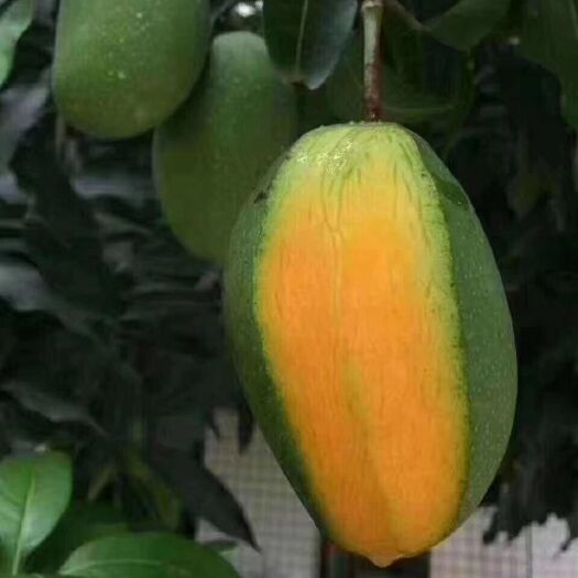 四季芒果苗  帶葉發(fā)貨