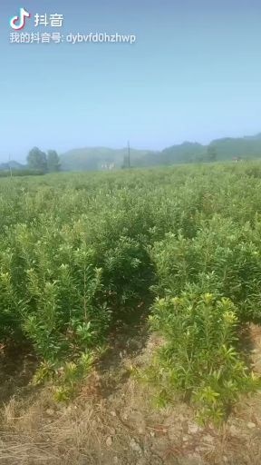 靖州县东魁杨梅树苗