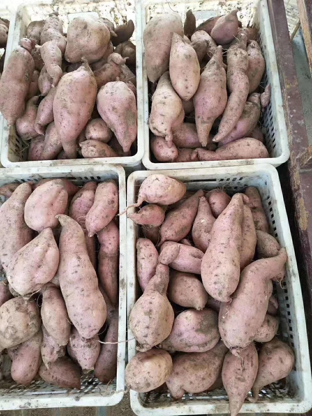  红薯，地瓜。量大优惠