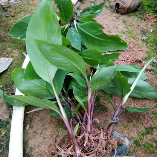 灵山县 南洋红香蕉苗 试管苗培育