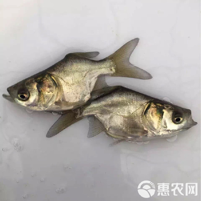  缩骨大头鱼苗  缩骨花鲢鱼    缩骨鳙鱼苗