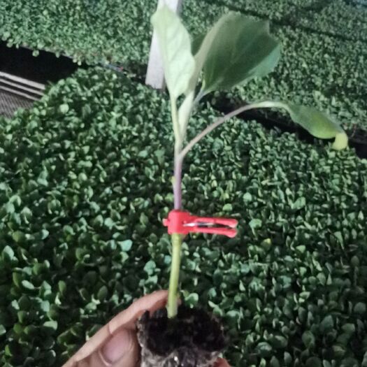 寿光市茄子苗 高产，抗病，