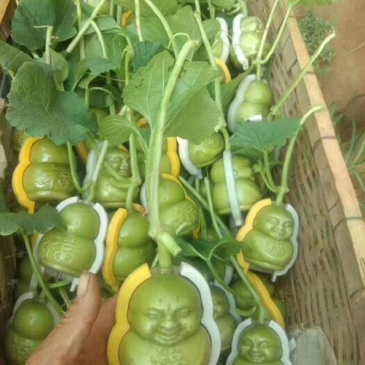 莘县羊角蜜甜瓜 皮脆肉厚，香甜汁多