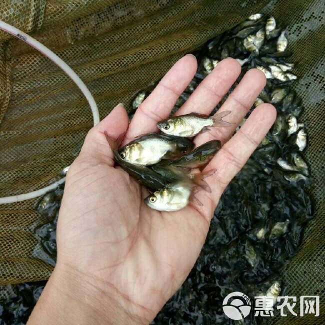  缩骨大头鱼苗  缩骨花鲢鱼    缩骨鳙鱼苗