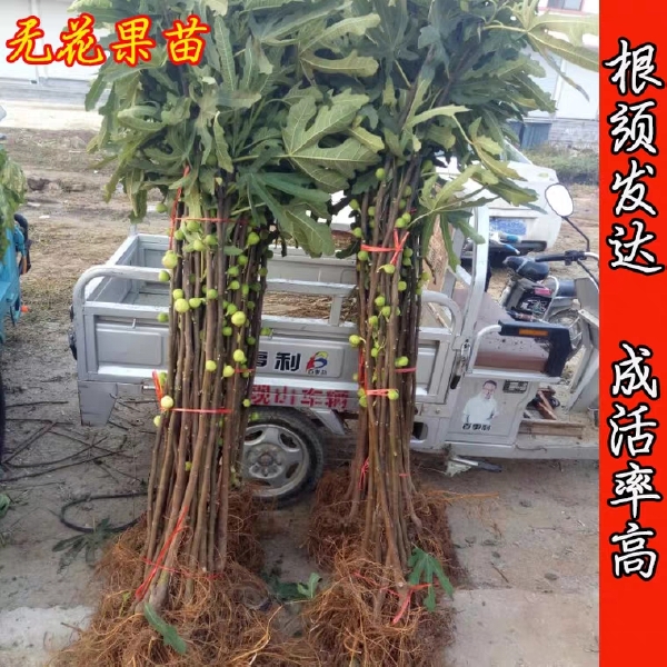 波姬红无花果苗 波姬红青皮布兰瑞克无花果紫果苗当年结果室