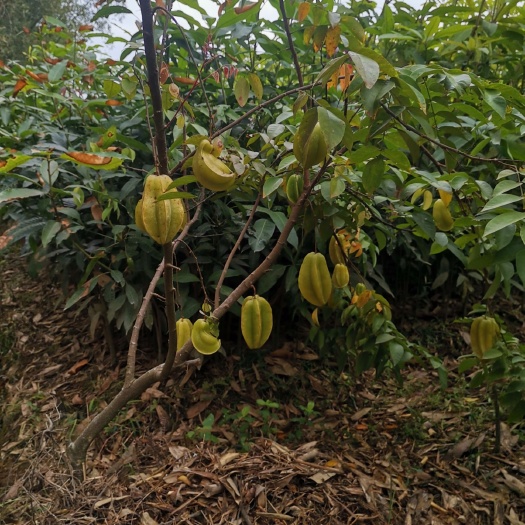 灵山县 马来西亚红杨桃苗  杨桃树苗