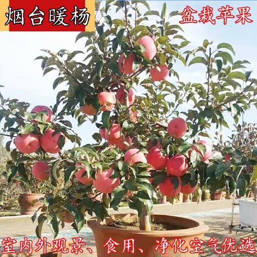 平邑县红富士苹果苗 烟台富士