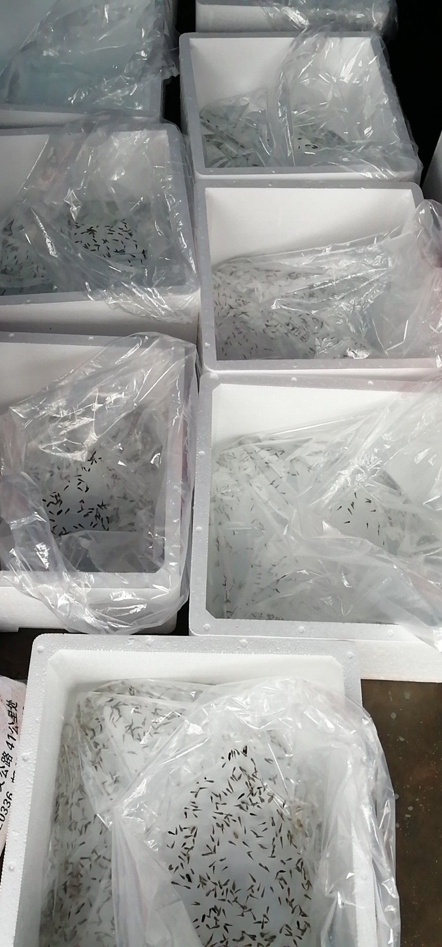  海南原产优质无病害活力十足金鲳鱼苗，量大价格可谈