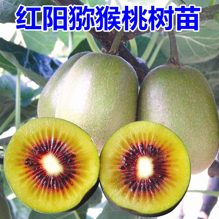 平邑县 红阳猕猴桃苗嫁接自花授粉盆栽地栽当年结果南北方庭院种植果树苗
