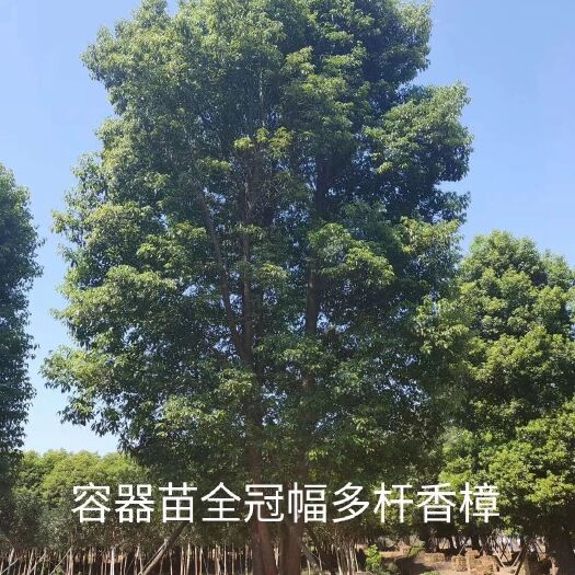 益阳小叶樟  香樟丛生香樟 容器苗全冠香樟 切杆发帽移栽骨架香樟原生香樟