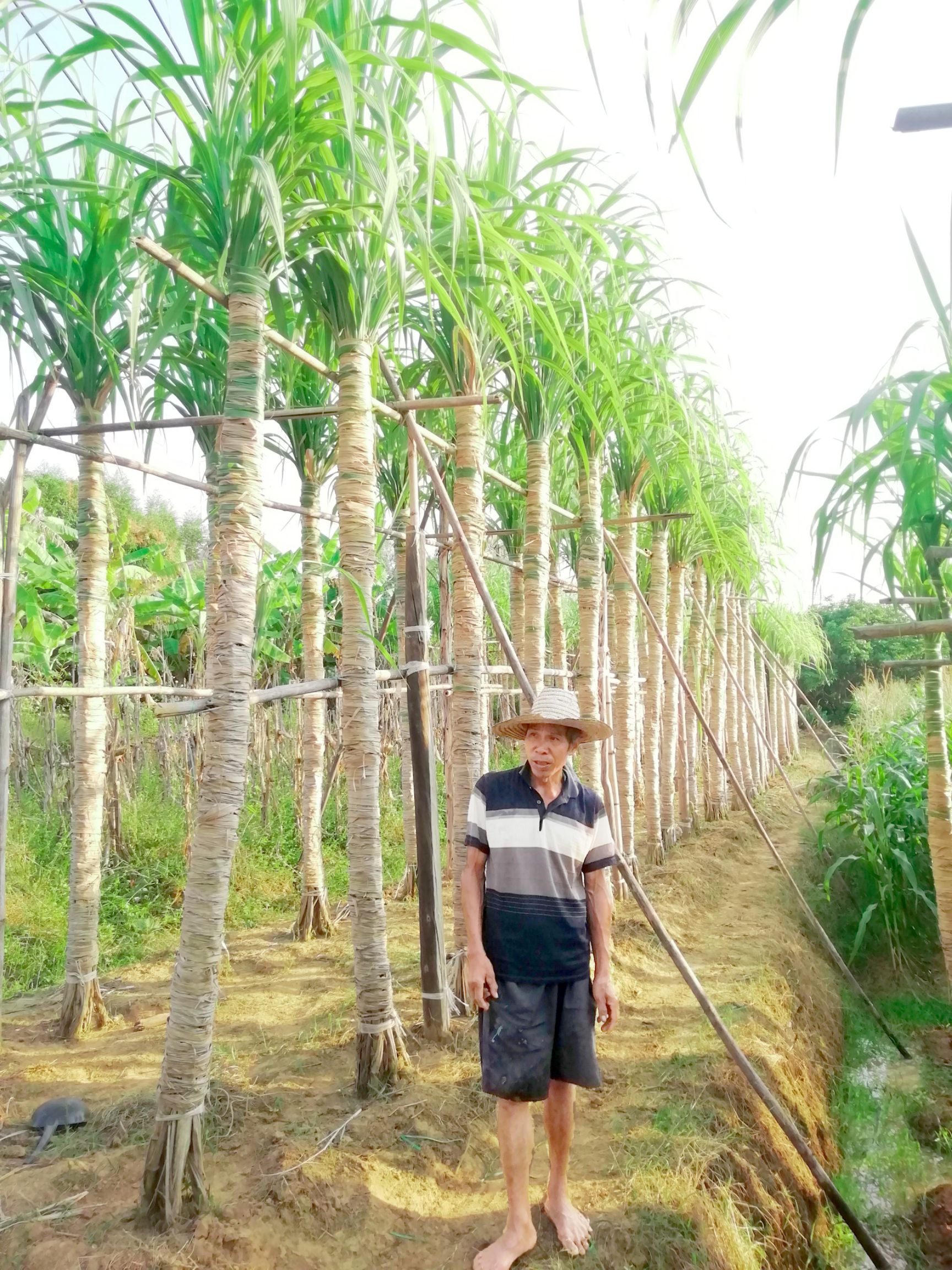 黑皮甘蔗大灰种大土炮亮货甘蔗