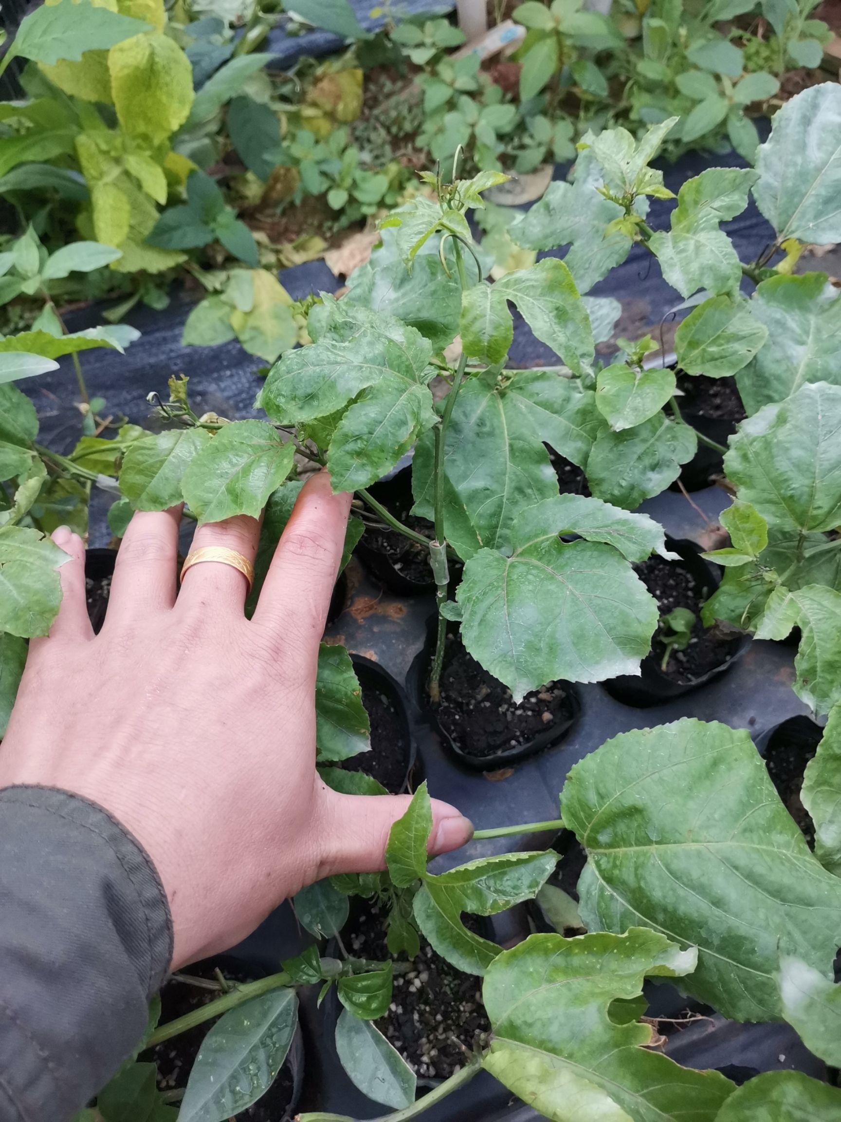  芭乐味黄金百香果苗  黄金百香果嫁接苗