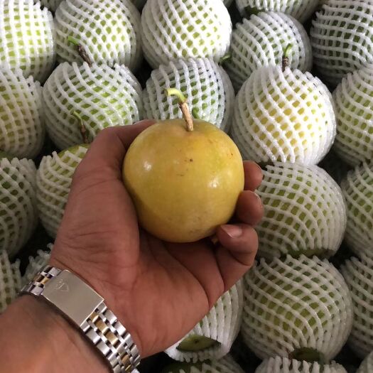 灵山县 芭乐味黄金百香果苗  黄金百香果嫁接苗