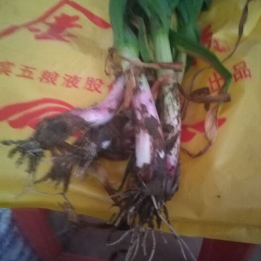 平度市红根蒜苗 绿色天然无污染，位于胶东半岛，土壤肥沃深厚，海洋性季风气候。