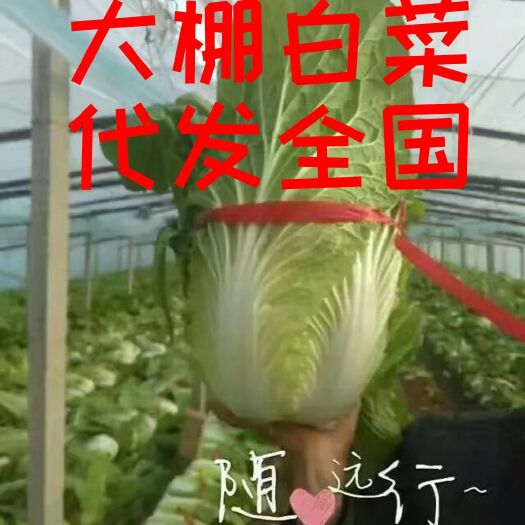 青州市 ❤️❤️青州万亩大棚白菜三月大量供应❤️❤️诚信代发全国