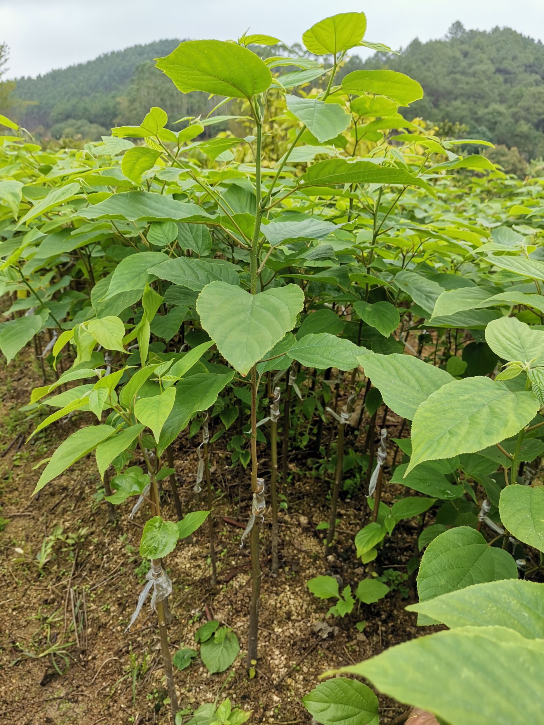  拐枣苗 万寿果 嫁接苗 果可用来泡酒