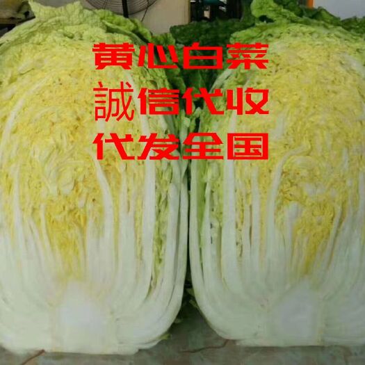 青州市 ❤️山东青州万亩❤️大棚精品黄心白菜大量供应