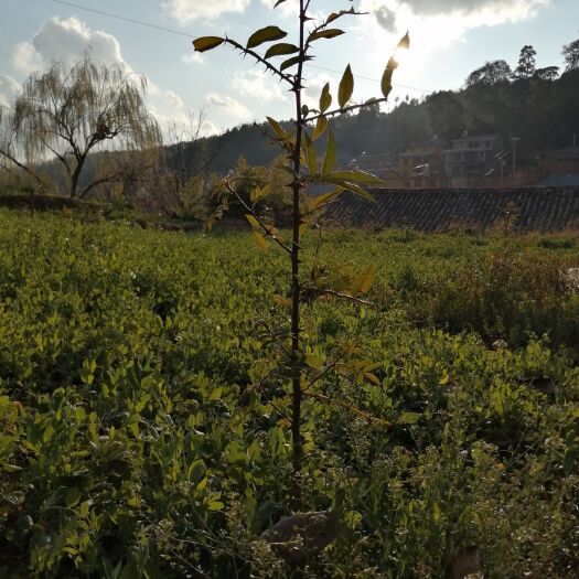 昆明 花椒苗花椒树苗使用花椒苗 大红袍花椒苗麻椒藤椒地栽伏椒苗