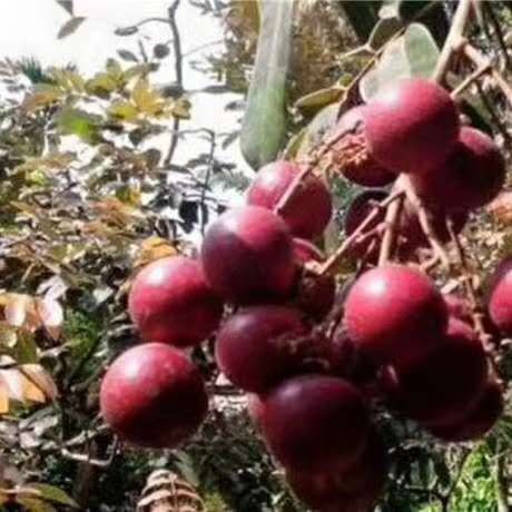 灵山县红壳龙眼苗  泰国红皮龙眼  四季龙眼  石侠右眼  储良龙眼