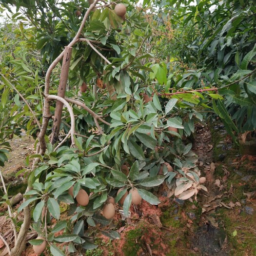 灵山县人心果树苗 人心果苗 可盆栽地栽