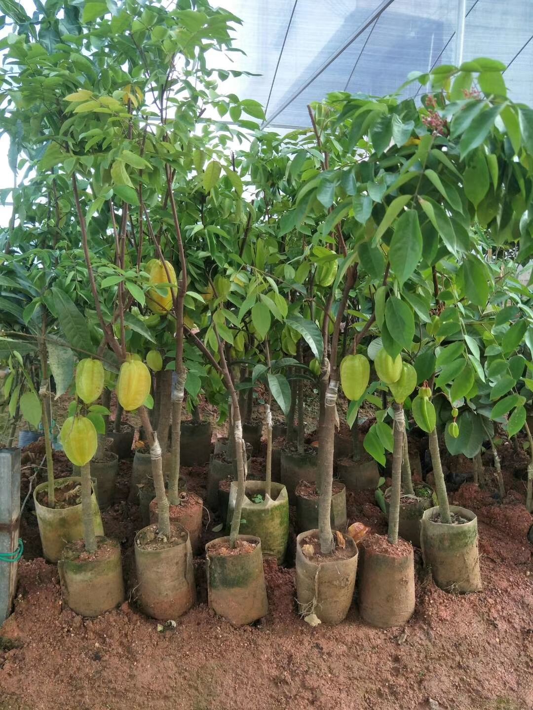  马来西亚红杨桃苗  杨桃树苗
