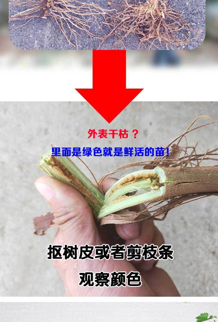浪漫红颜葡萄苗 八月份成熟，单果重15克，甜度高。