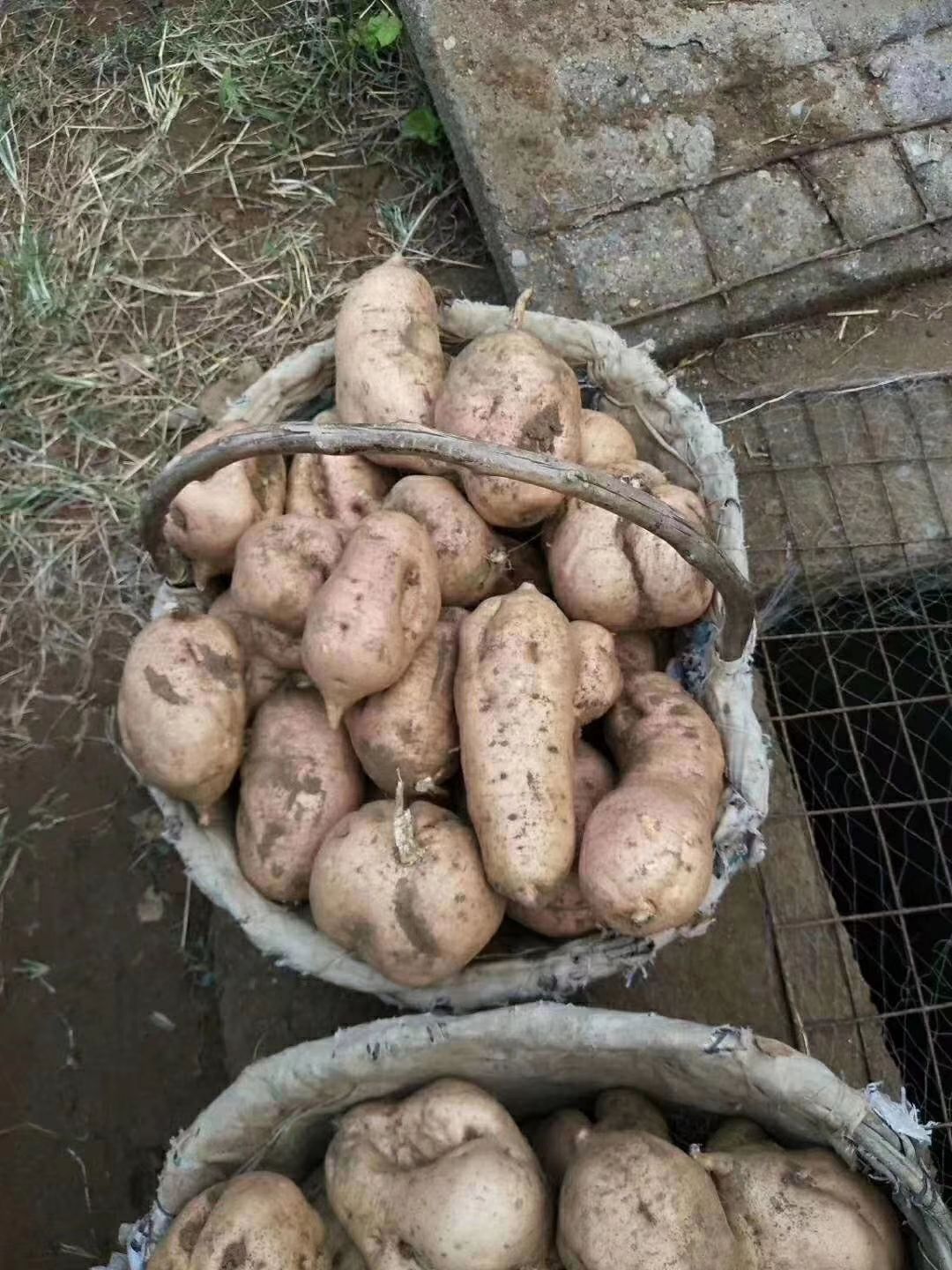  红薯，地瓜。量大优惠