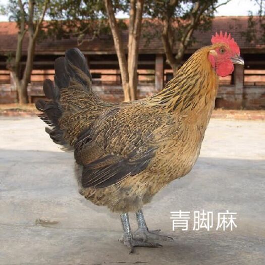 南宁 青脚土鸡苗，%.真正孵化直销店