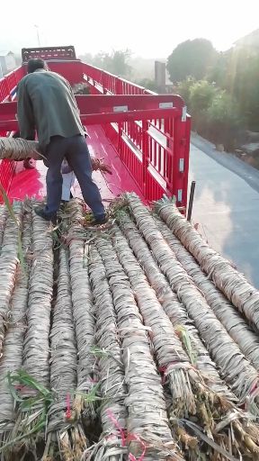 黑皮甘蔗大灰种大土炮亮货甘蔗