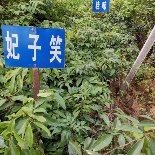 灵山县 妃子笑荔枝苗  荔枝树苗