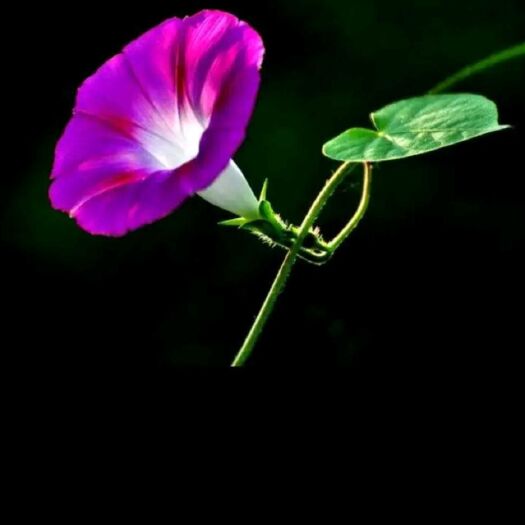 淮安牵牛花种子 牵牛花