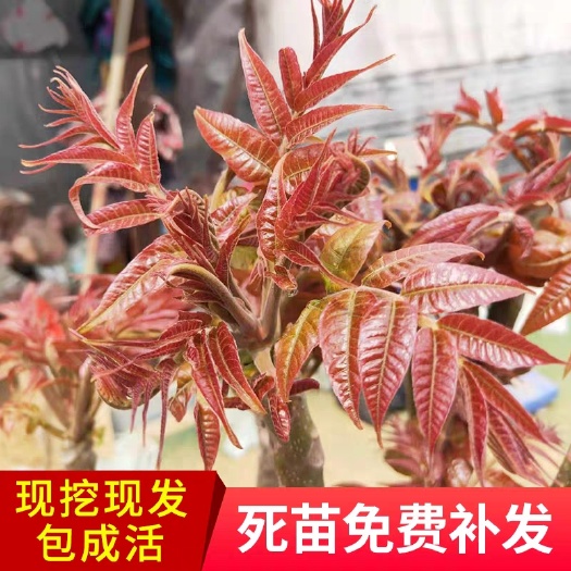 平邑县红油香椿苗 基地直供 成活率高  全国包邮
