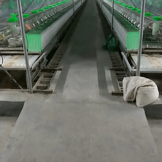 嘉祥县狮子兔 种兔養殖場