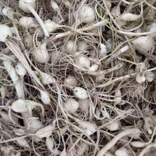 法库县野蒜  东北特色山野菜小根蒜
