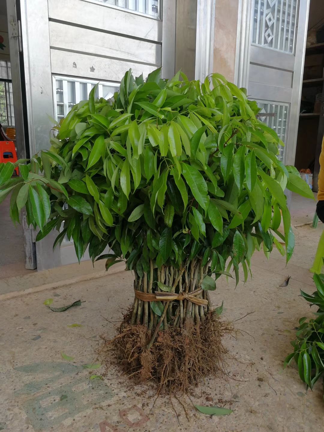  无核荔枝苗 荔枝嫁接苗