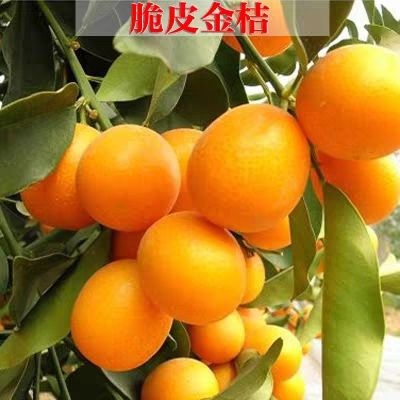 平邑县脆皮金桔苗 成活率高  保湿发货 全国包邮