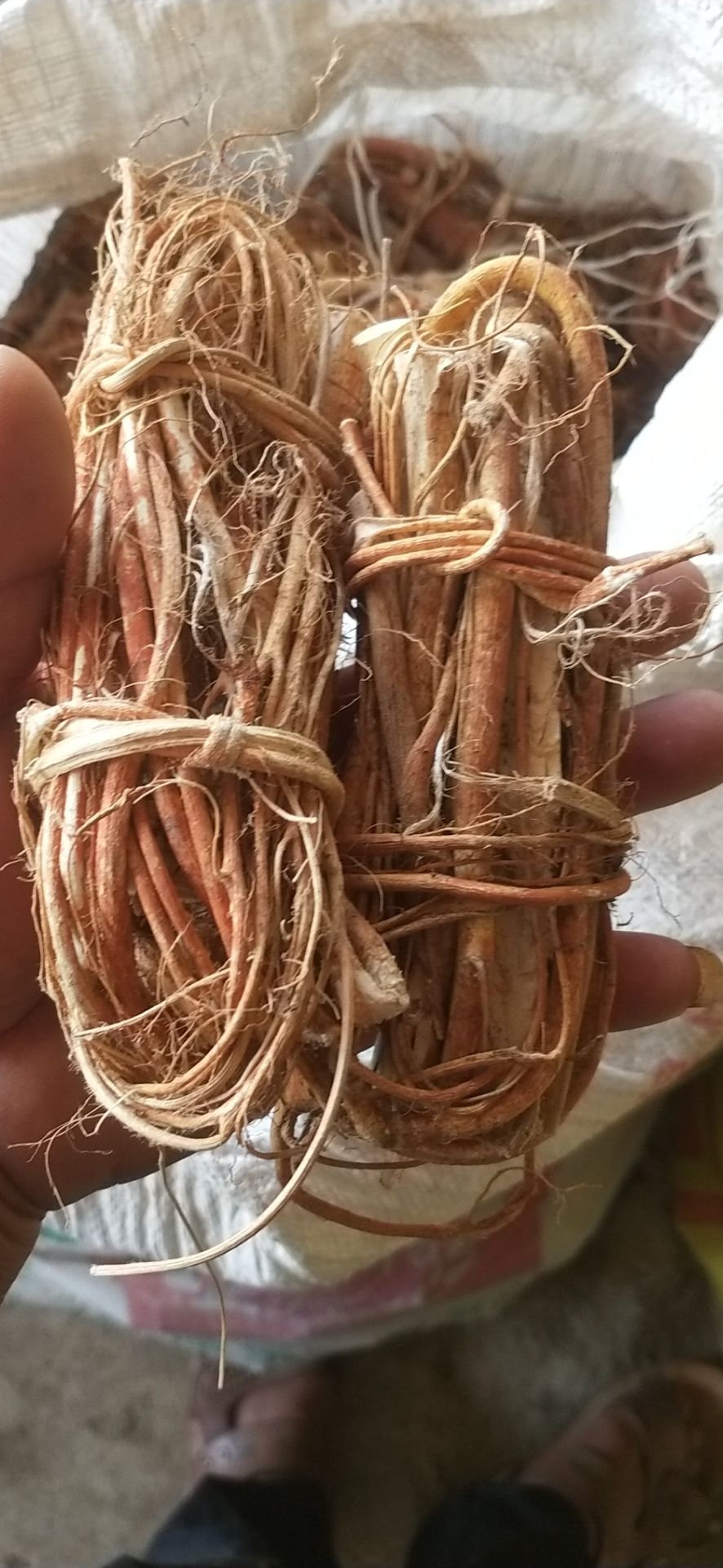  发财产品，资源紧缺无法满足，土茯苓苗