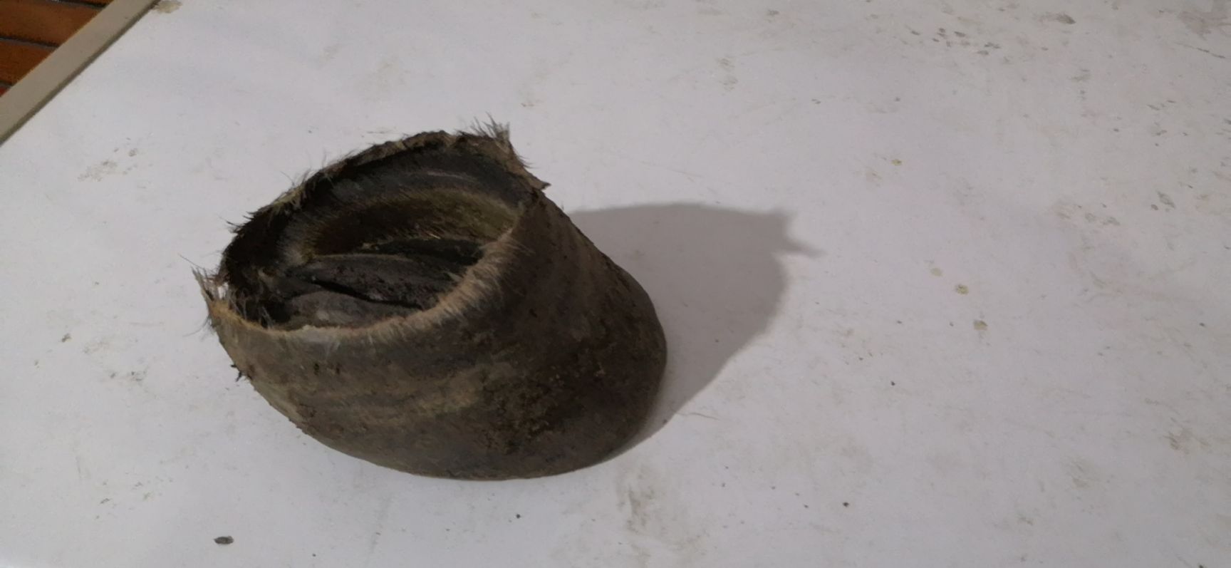 驴蹄壳 驴马踢壳子