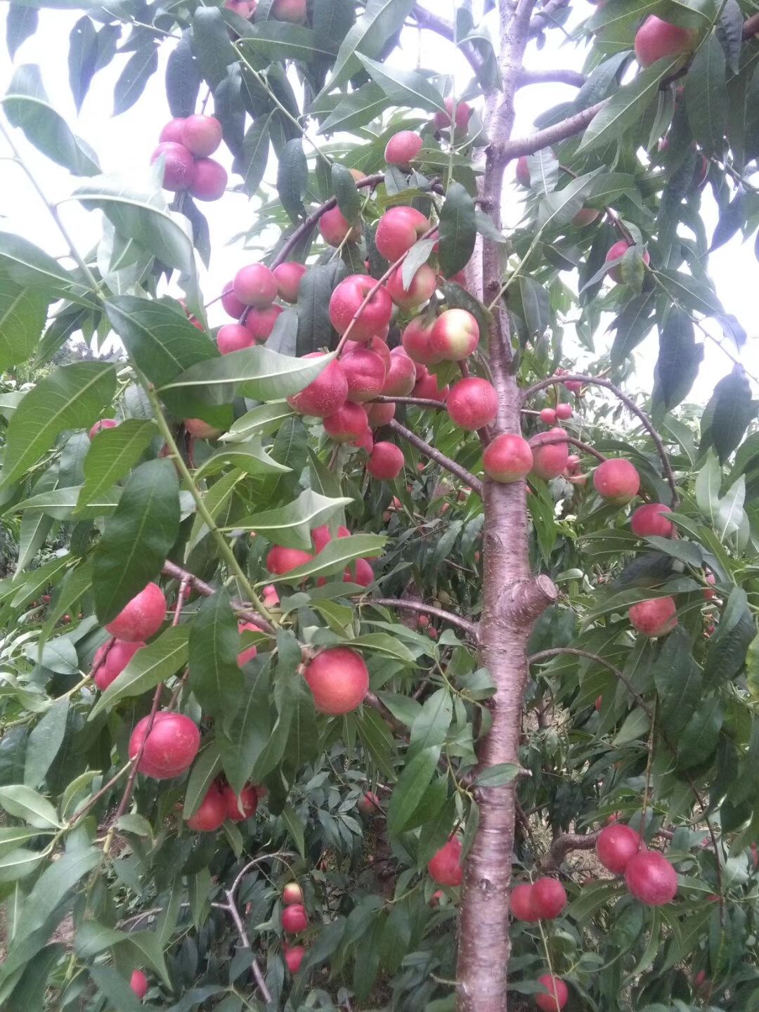 黄桃树苗 早熟黄桃黄金蜜1号及中晚熟桃锦绣黄桃锦花黄桃苗黄金