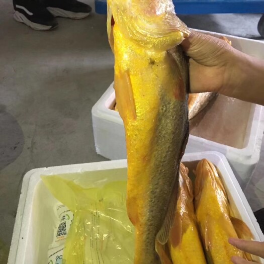 霞浦县霞浦化大黄鱼，条形修长一只1.5斤以上，顺丰包邮