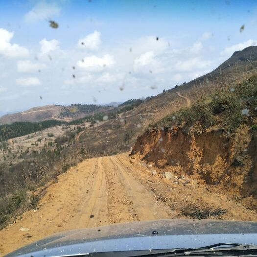 荔波县 集中山地2万8千亩45年可以合作以种6千亩青梅与约2千亩油