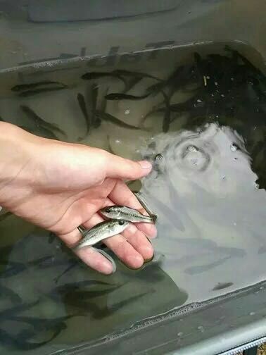 鲈鱼苗 淡水路亚苗 鲈鱼苗活体 活体淡水鱼苗 加州鲈鱼苗